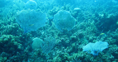 Galénic reformula la línea antiarrugas Ophycée con extracto absoluto de algas azules Galénic reformula la línea antiarrugas Ophycée con extracto absoluto de algas azules
