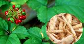 Ginseng para la diabetes Ginseng para la diabetes