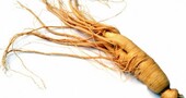 Las contraindicaciones del ginseng Las contraindicaciones del ginseng