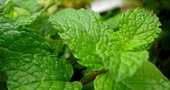 Beneficios medicinales de la menta Beneficios medicinales de la menta
