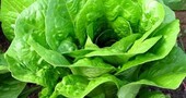 Tipos de lechuga y sus beneficios Tipos de lechuga y sus beneficios