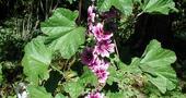 Malva Malva