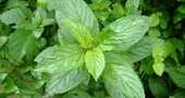 Aceite de menta para el colon irritable Aceite de menta para el colon irritable