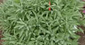 Menta poleo Menta poleo