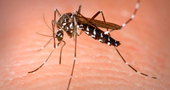 Nompikis, de Farmacias Ecoceutics, nueva línea de productos contra las picaduras de insectos