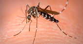 Nompikis, de Farmacias Ecoceutics, nueva línea de productos contra las picaduras de insectos Nompikis, de Farmacias Ecoceutics, nueva línea de productos contra las picaduras de insectos