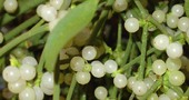 Plantas medicinales: El muérdago Plantas medicinales: El muérdago