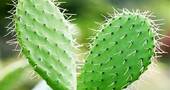 Nopal, ¿disminuye la absorción de grasas? Nopal, ¿disminuye la absorción de grasas?