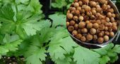 Para que sirve el Cilantro Para que sirve el Cilantro