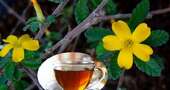 ¿Para qué sirve el té de damiana?