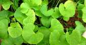 Para que sirve la centella asiatica Para que sirve la centella asiatica
