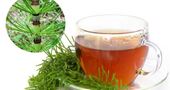 Para qué sirve la cola de caballo en cápsulas o infusión Para qué sirve la cola de caballo en cápsulas o infusión
