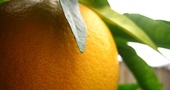 Beneficios del pomelo Beneficios del pomelo