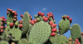 Propiedades del nopal Propiedades del nopal