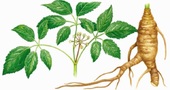 Propiedades medicinales del ginseng Propiedades medicinales del ginseng