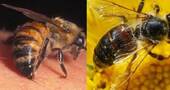 Qué hacer ante una picadura de abeja Qué hacer ante una picadura de abeja