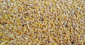La quinoa, un alimento desconocido con muchas propiedades nutricionales La quinoa, un alimento desconocido con muchas propiedades nutricionales
