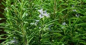 Tratar las piedras en la vesícula con plantas medicinales Tratar las piedras en la vesícula con plantas medicinales