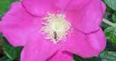Rosa mosqueta Rosa mosqueta