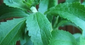 Propiedades de la stevia: recetas naturales Propiedades de la stevia: recetas naturales