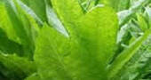 Tabaco Tabaco