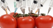 Algunos alimentos que son transgénicos Algunos alimentos que son transgénicos