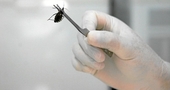 - Nueva era para el tratamiento del Chagas - Nueva era para el tratamiento del Chagas